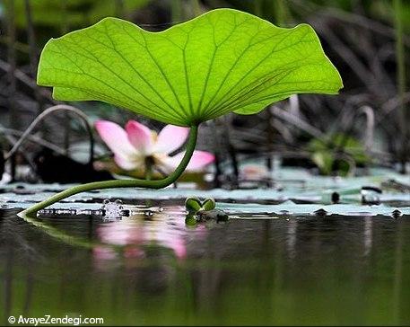 برکه نیلوفر های آبی در آمل 